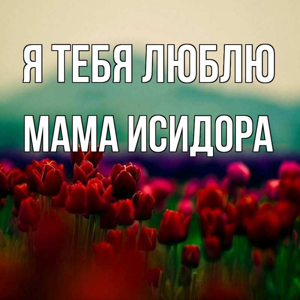 Открытка на каждый день с именем, Мама-Исидора Я тебя люблю тюльпаны 4 Прикольная открытка с пожеланием онлайн скачать бесплатно 
