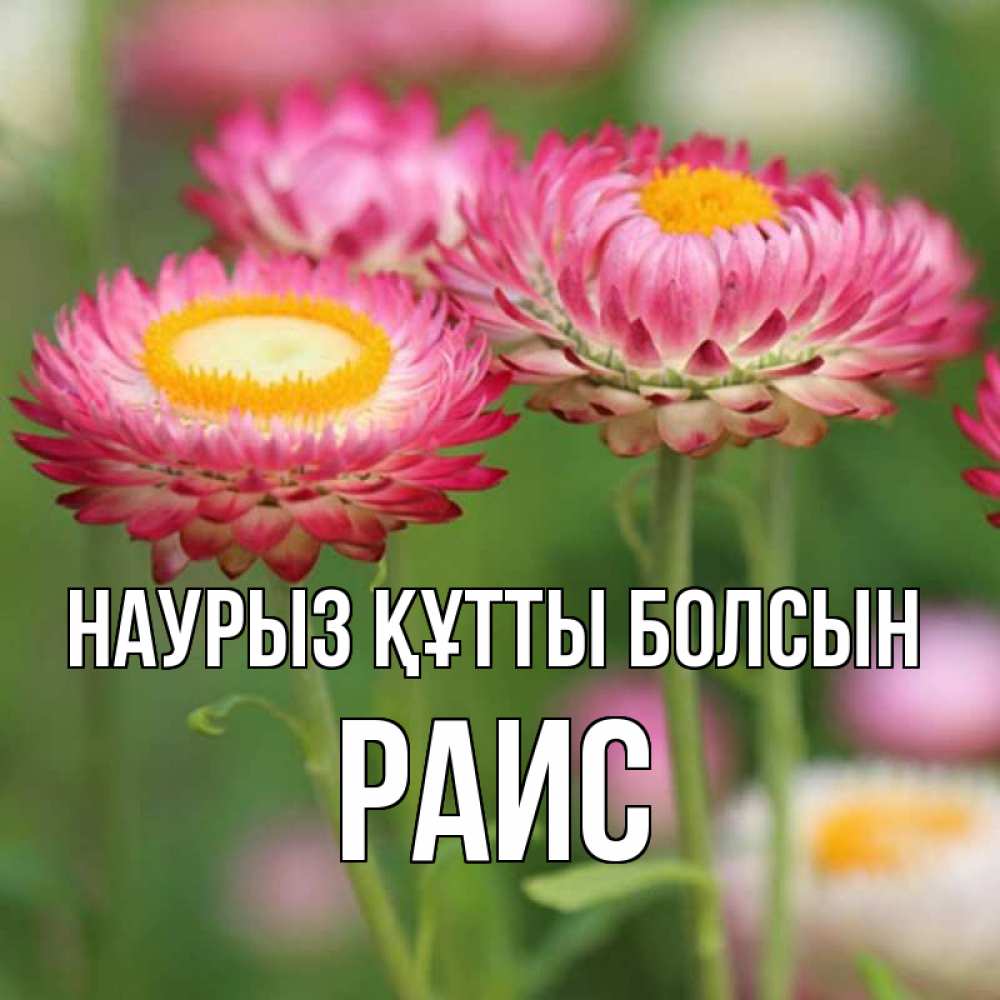 Открытка на каждый день с именем, Раис Наурыз құтты болсын подарок на международный женский день Прикольная открытка с пожеланием онлайн скачать бесплатно 