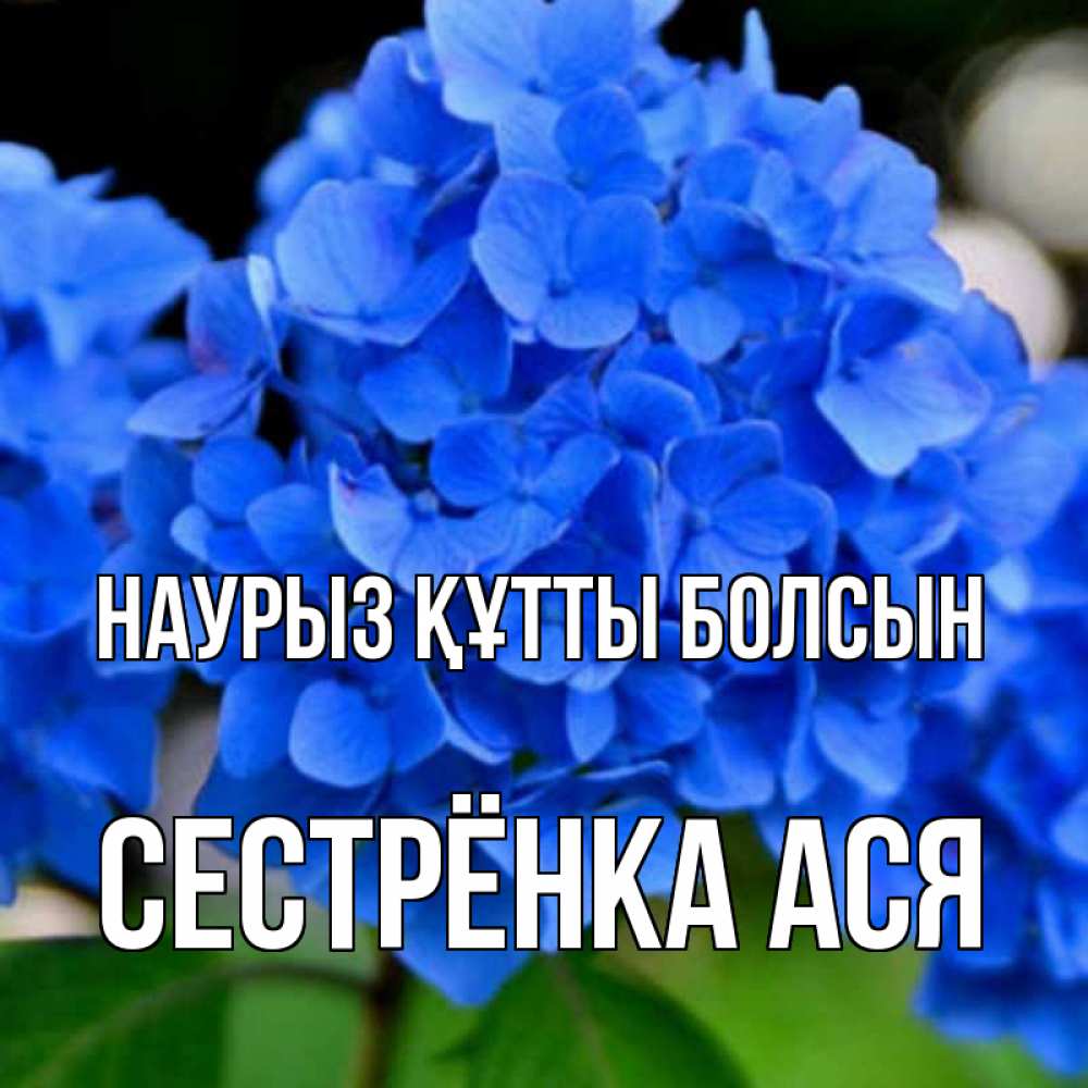 Открытка на каждый день с именем, Сестрёнка-Ася Наурыз құтты болсын синие цветы Прикольная открытка с пожеланием онлайн скачать бесплатно 