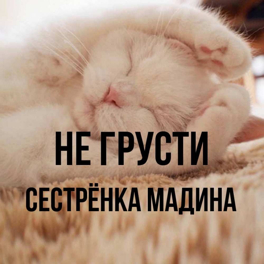 Открытка на каждый день с именем, Сестрёнка-Мадина Не грусти Котенок спит Прикольная открытка с пожеланием онлайн скачать бесплатно 