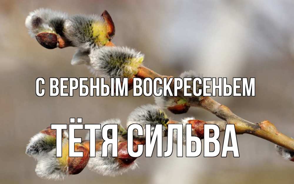 Открытка на каждый день с именем, Тётя-Сильва С вербным воскресеньем Верба Прикольная открытка с пожеланием онлайн скачать бесплатно 