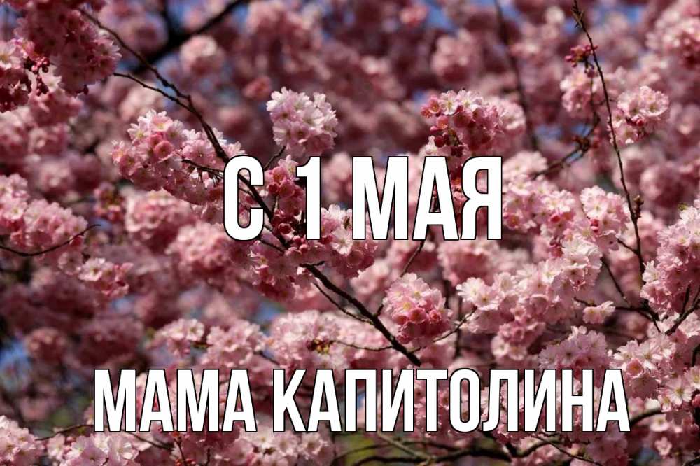 Открытка на каждый день с именем, Мама-Капитолина С 1 мая С 1 мая Прикольная открытка с пожеланием онлайн скачать бесплатно 
