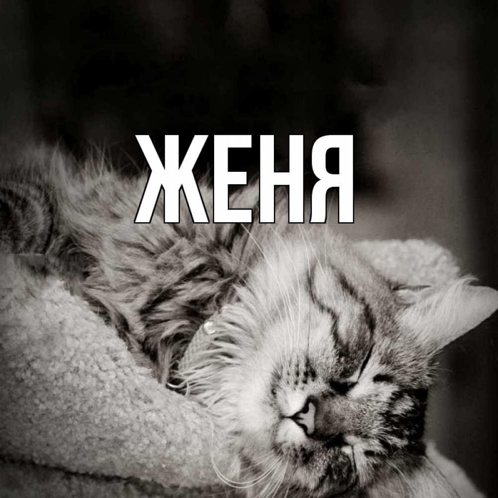Открытка на каждый день с именем, Женя Главная котярик пушистый Прикольная открытка с пожеланием онлайн скачать бесплатно 