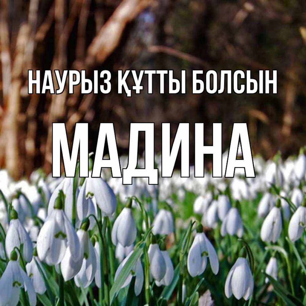 Открытка на каждый день с именем, Мадина Наурыз құтты болсын с подснежниками 1 Прикольная открытка с пожеланием онлайн скачать бесплатно 