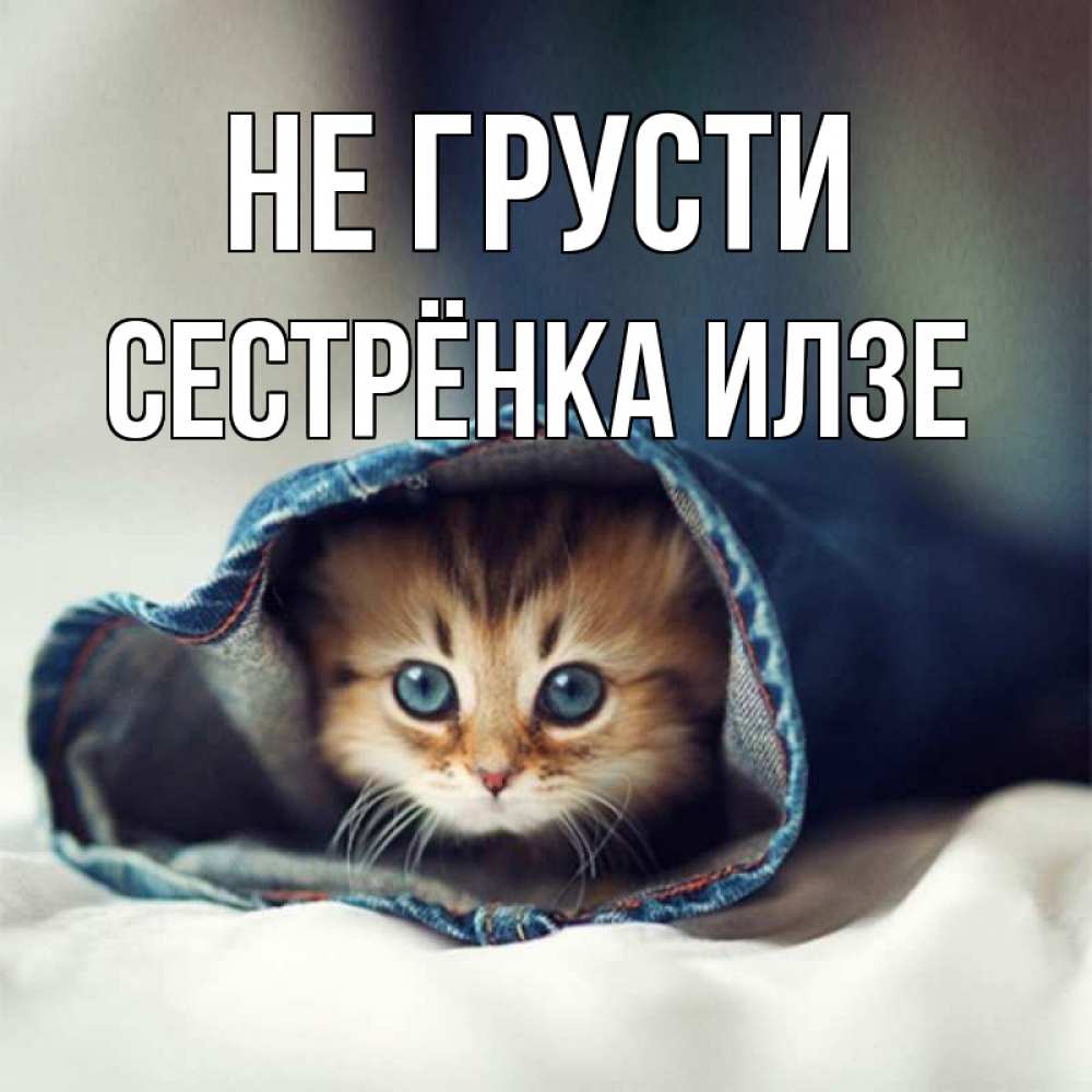 Открытка на каждый день с именем, Сестрёнка-Илзе Не грусти кот в одежде Прикольная открытка с пожеланием онлайн скачать бесплатно 