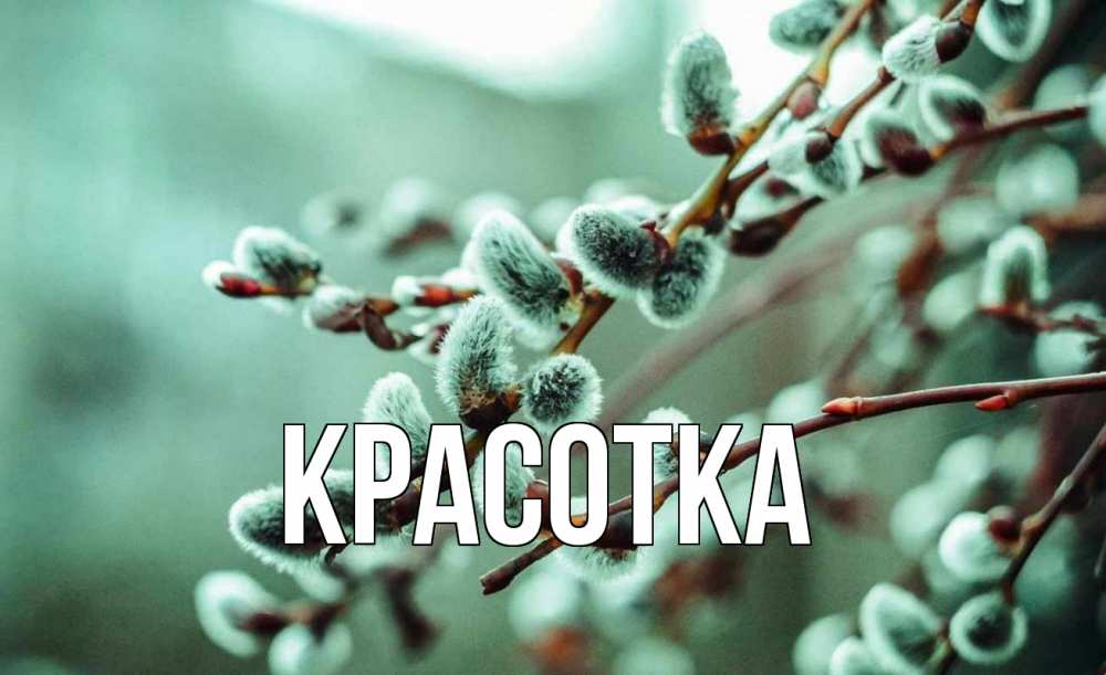 Открытка на каждый день с именем, красотка Главная верба Прикольная открытка с пожеланием онлайн скачать бесплатно 