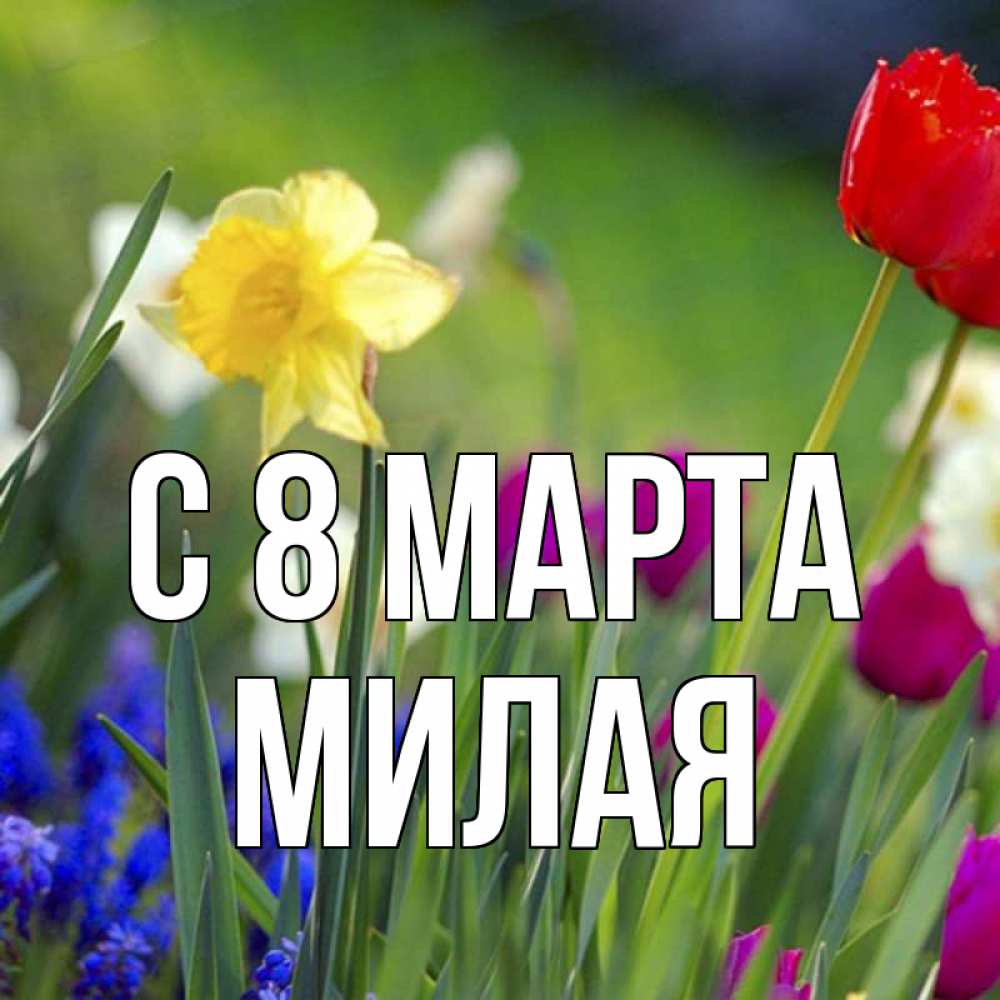 Открытка на каждый день с именем, Милая С 8 МАРТА международный женский день 3 Прикольная открытка с пожеланием онлайн скачать бесплатно 