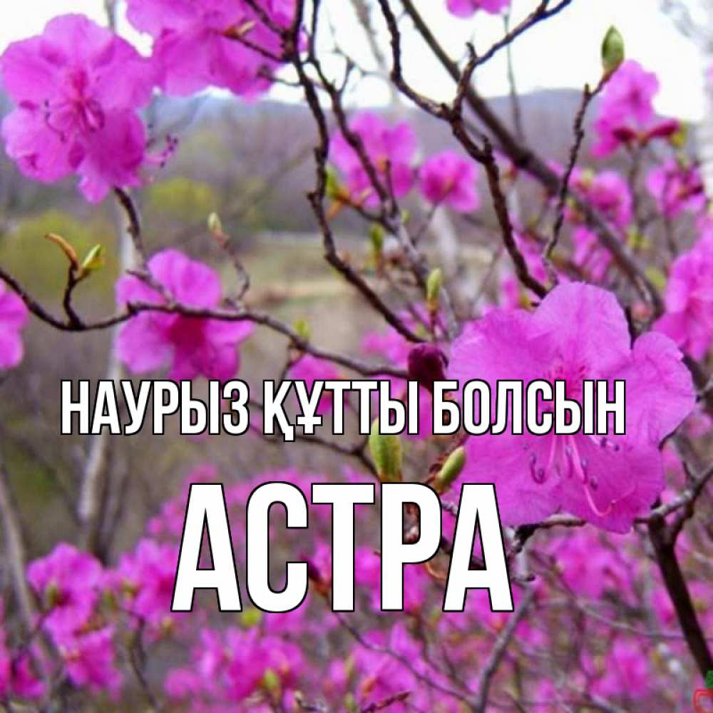 Открытка на каждый день с именем, Астра Наурыз құтты болсын наурыз мейрамы кутты болсын Прикольная открытка с пожеланием онлайн скачать бесплатно 