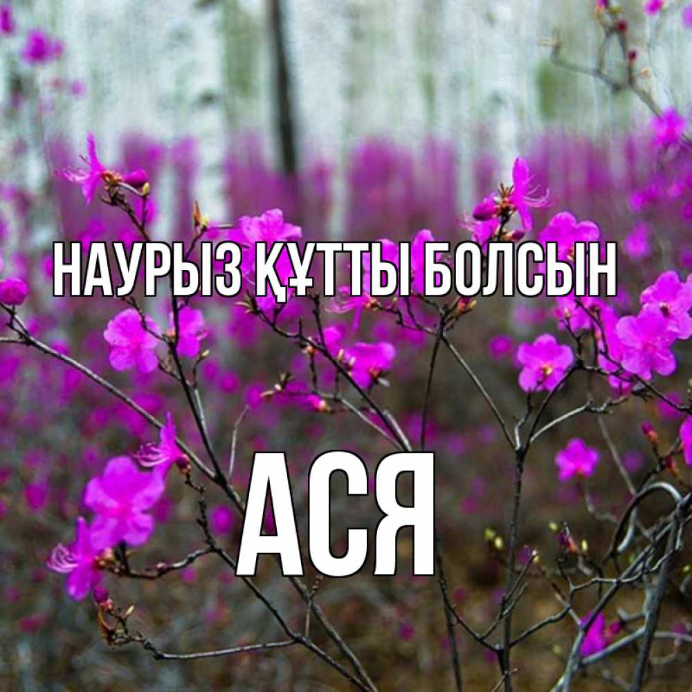 Открытка на каждый день с именем, Ася Наурыз құтты болсын дикие цветы Прикольная открытка с пожеланием онлайн скачать бесплатно 