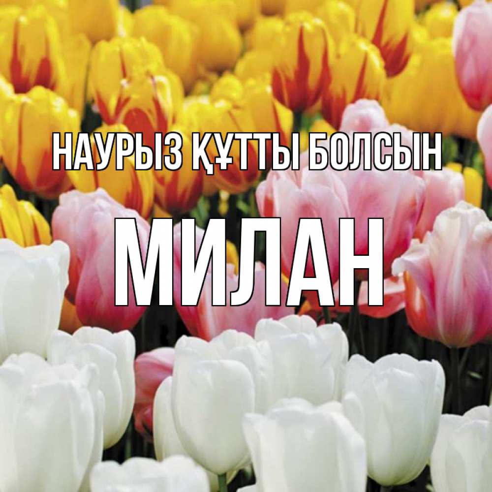Открытка на каждый день с именем, Милан Наурыз құтты болсын разноцветные цветы Прикольная открытка с пожеланием онлайн скачать бесплатно 