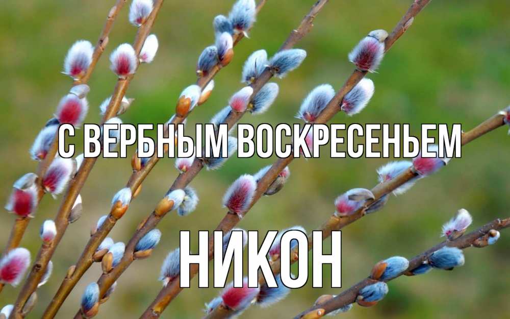 Открытка на каждый день с именем, Никон С вербным воскресеньем верба Прикольная открытка с пожеланием онлайн скачать бесплатно 