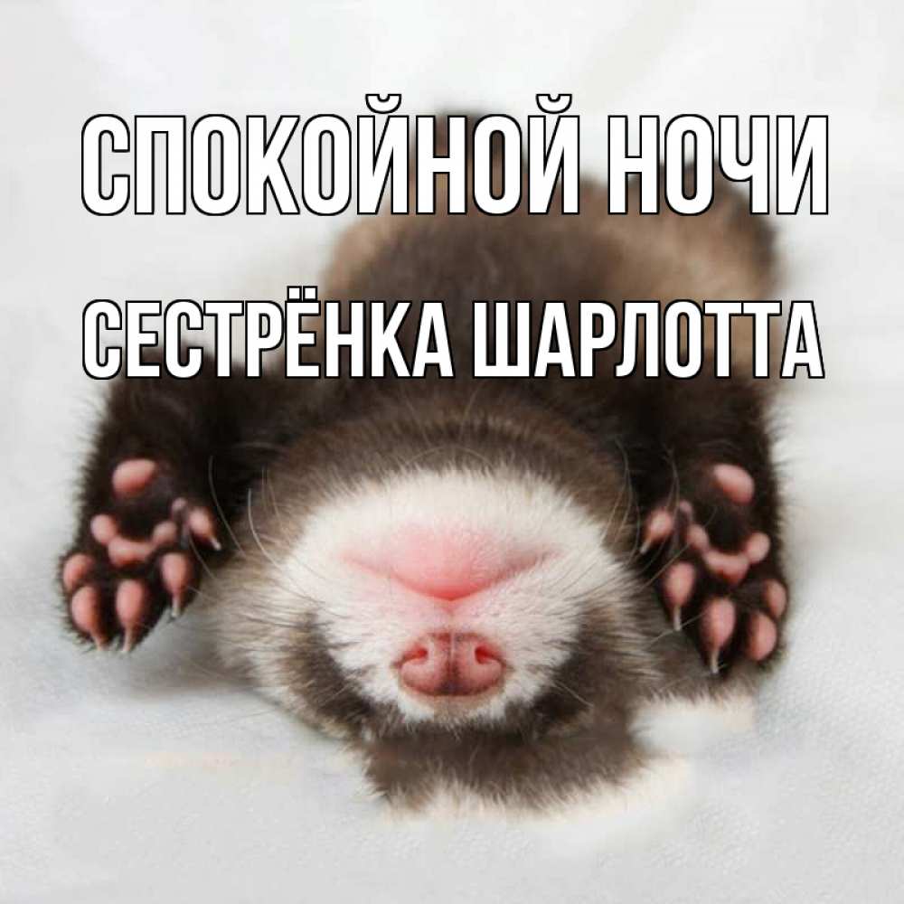 Открытка на каждый день с именем, Сестрёнка-Шарлотта Спокойной ночи зверек Прикольная открытка с пожеланием онлайн скачать бесплатно 