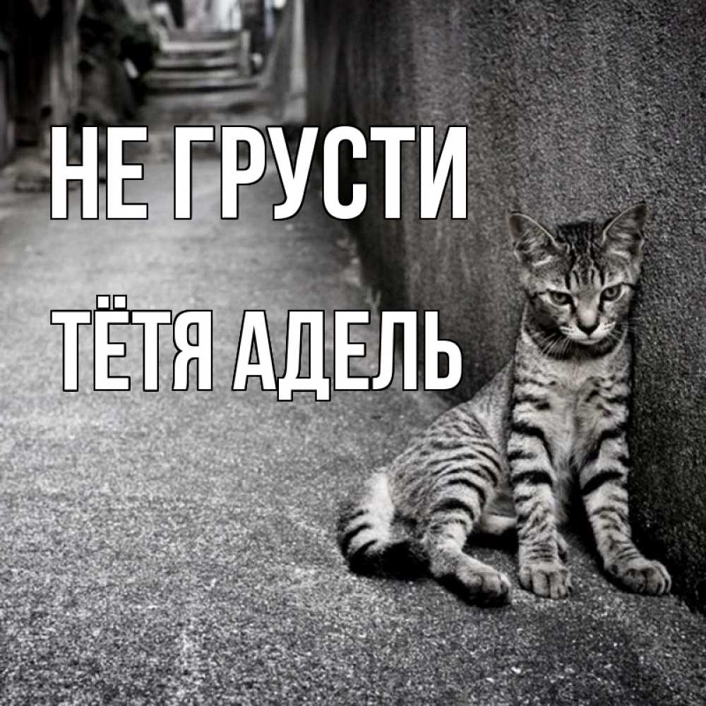 Открытка на каждый день с именем, Тётя-Адель Не грусти скучающий котик Прикольная открытка с пожеланием онлайн скачать бесплатно 
