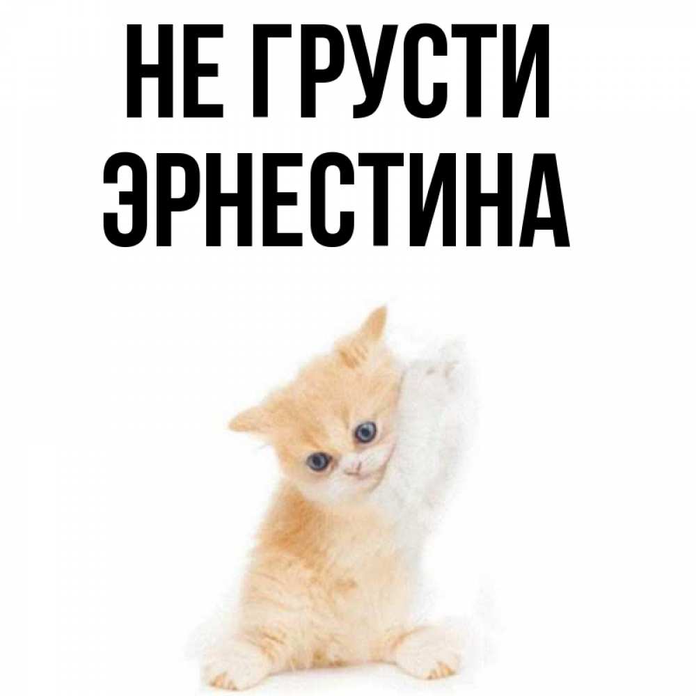 Открытка на каждый день с именем, Эрнестина Не грусти просящий кот Прикольная открытка с пожеланием онлайн скачать бесплатно 