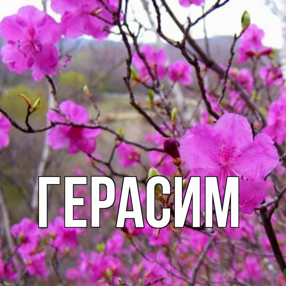 Открытка на каждый день с именем, Герасим Главная праздник весны наурыз Прикольная открытка с пожеланием онлайн скачать бесплатно 