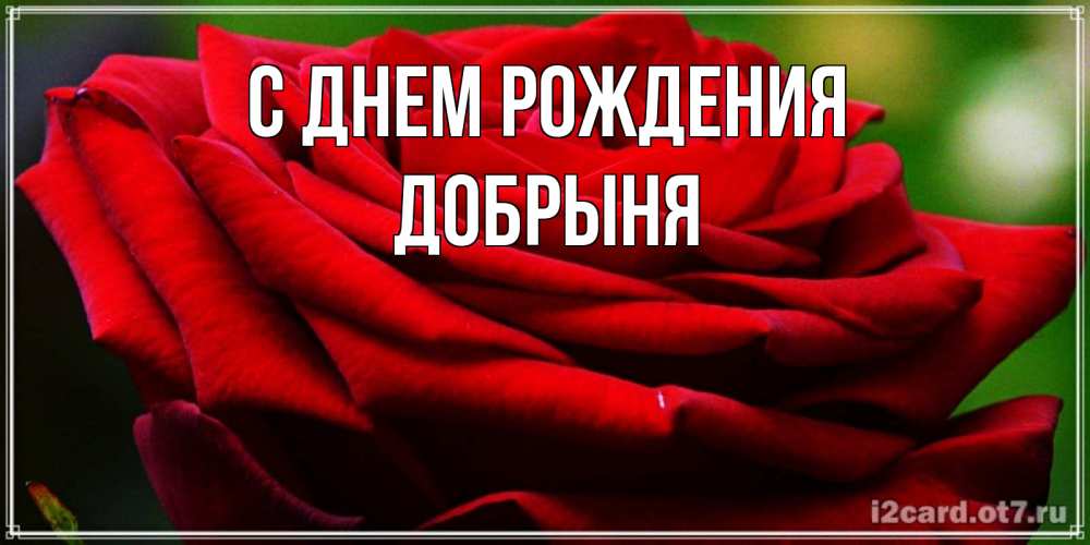 Открытка на каждый день с именем, Добрыня С днем рождения розочка очень красивая Прикольная открытка с пожеланием онлайн скачать бесплатно 