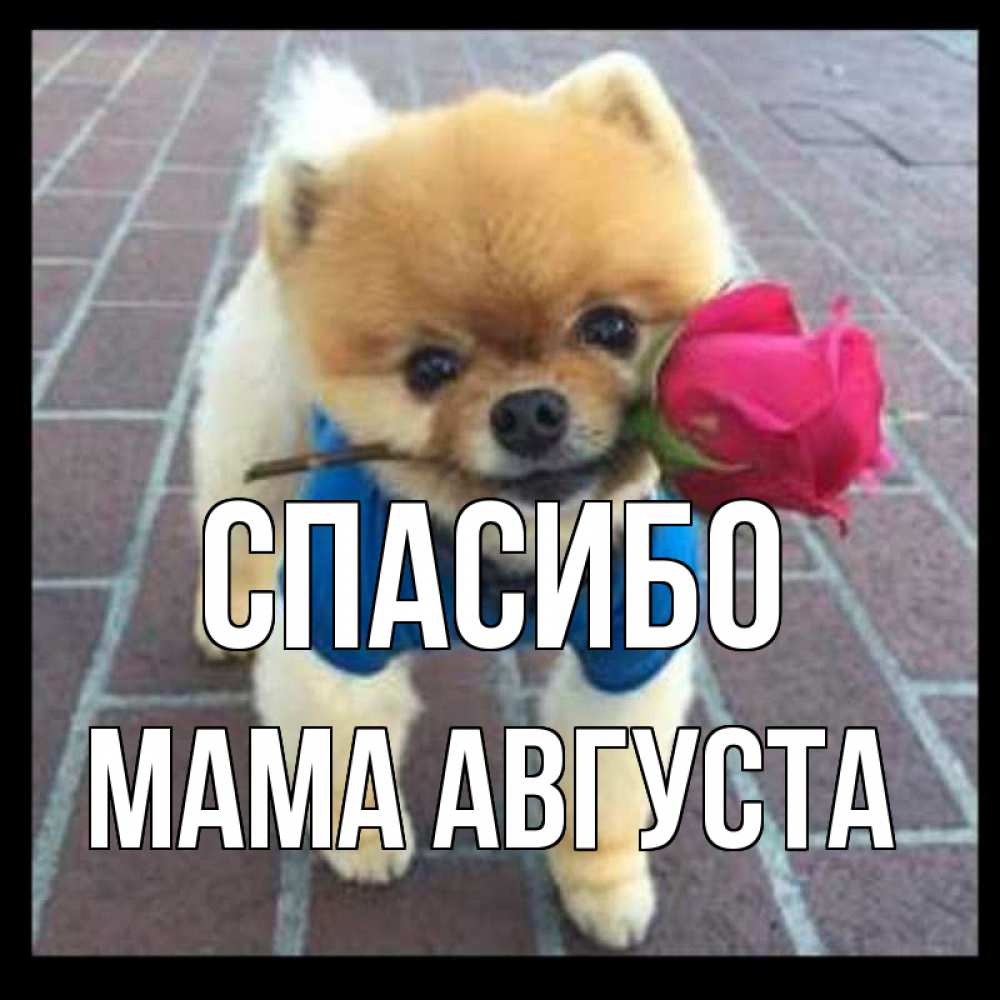 Открытка на каждый день с именем, Мама-Августа Спасибо спасибо и дарю тебе цветок Прикольная открытка с пожеланием онлайн скачать бесплатно 