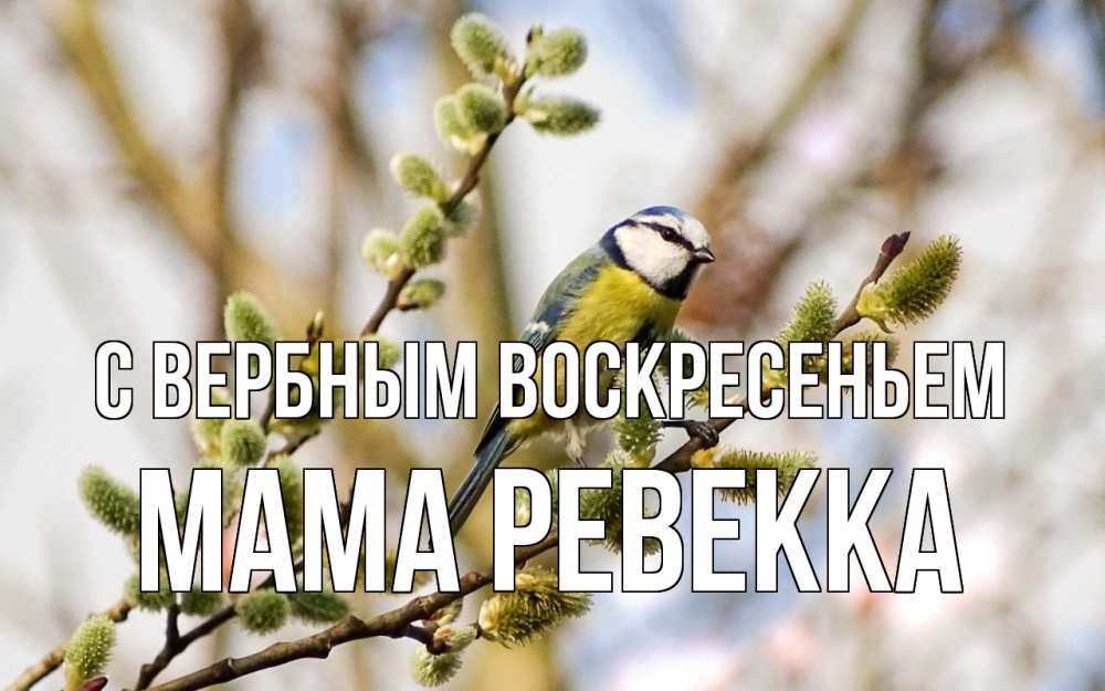 Открытка на каждый день с именем, Мама-Ревекка С вербным воскресеньем верба Прикольная открытка с пожеланием онлайн скачать бесплатно 