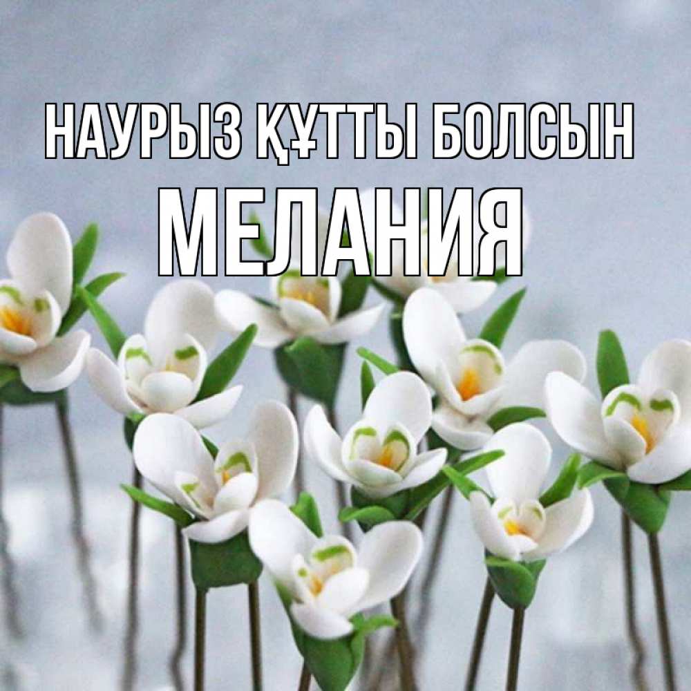 Открытка на каждый день с именем, Мелания Наурыз құтты болсын весенние цветы Прикольная открытка с пожеланием онлайн скачать бесплатно 