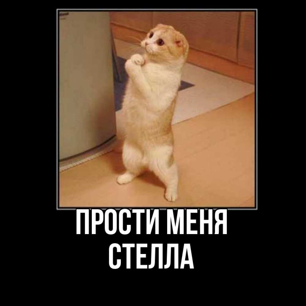 Открытка на каждый день с именем, Стелла Прости меня открытка с милым несчастным котиком просящим прощения Прикольная открытка с пожеланием онлайн скачать бесплатно 