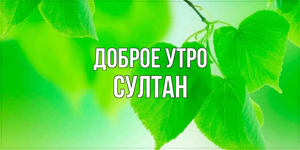 Открытка на каждый день с именем, Султан Доброе утро доброе утро с березовыми листьями Прикольная открытка с пожеланием онлайн скачать бесплатно 