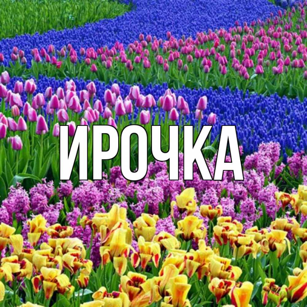 Открытка на каждый день с именем, ирочка Главная цветы Прикольная открытка с пожеланием онлайн скачать бесплатно 