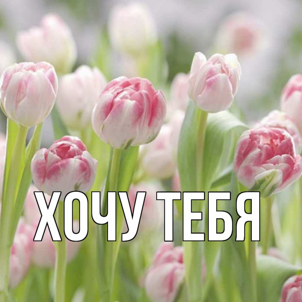 Открытка на каждый день с именем, Хочу-тебя Главная цветы Прикольная открытка с пожеланием онлайн скачать бесплатно 