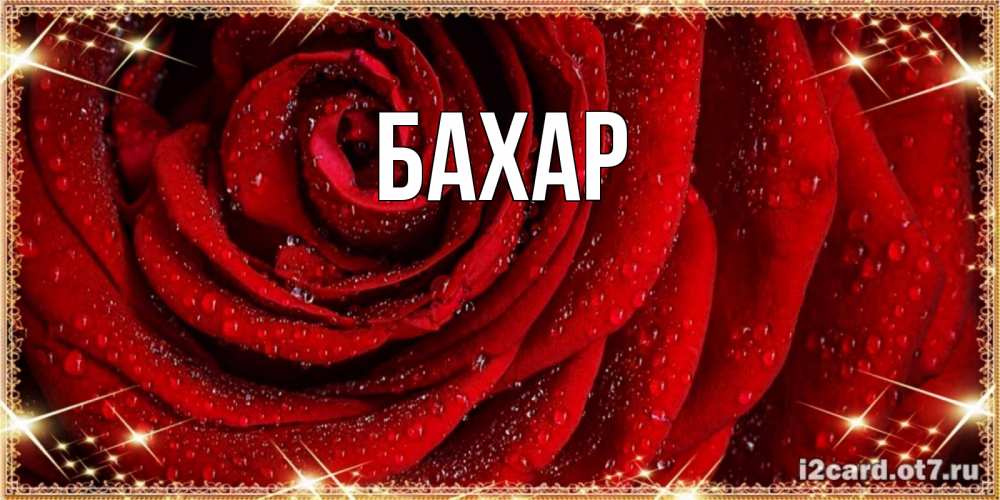 Открытка на каждый день с именем, Бахар Главная роса на розе блестящая в лучах солнца Прикольная открытка с пожеланием онлайн скачать бесплатно 