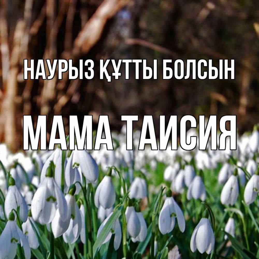 Открытка на каждый день с именем, Мама-Таисия Наурыз құтты болсын с подснежниками 1 Прикольная открытка с пожеланием онлайн скачать бесплатно 