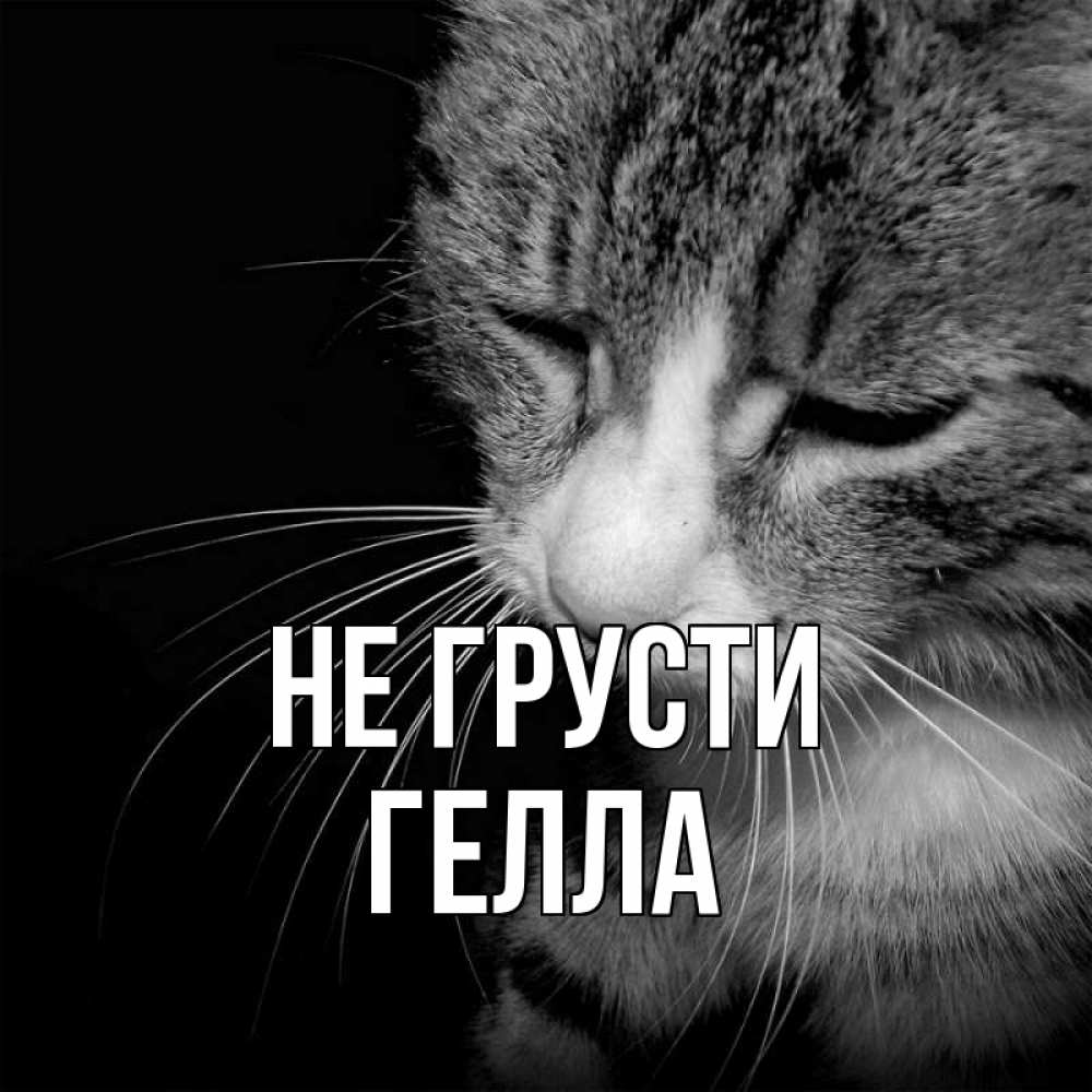 Открытка на каждый день с именем, Гелла Не грусти грустный котик Прикольная открытка с пожеланием онлайн скачать бесплатно 