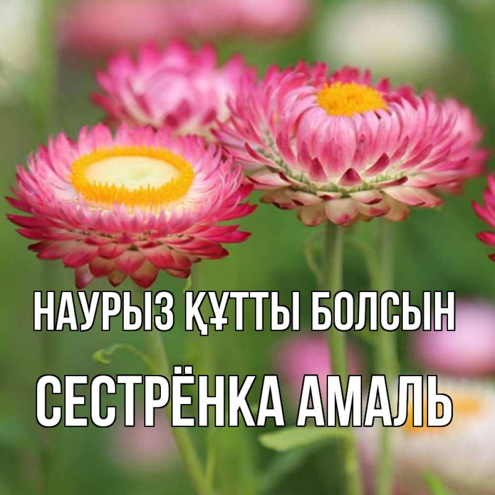 Открытка на каждый день с именем, Сестрёнка-Амаль Наурыз құтты болсын подарок на международный женский день Прикольная открытка с пожеланием онлайн скачать бесплатно 