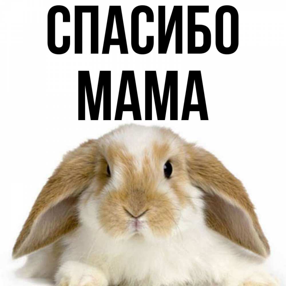 Картинка Спасибо, мама