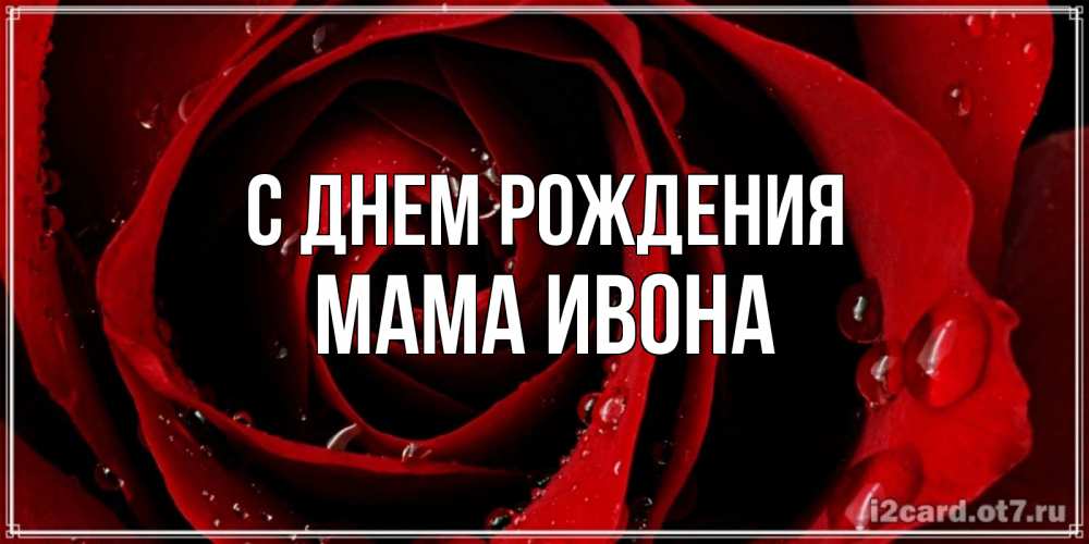 Открытка на каждый день с именем, Мама-Ивона С днем рождения крупная бордовая роза Прикольная открытка с пожеланием онлайн скачать бесплатно 