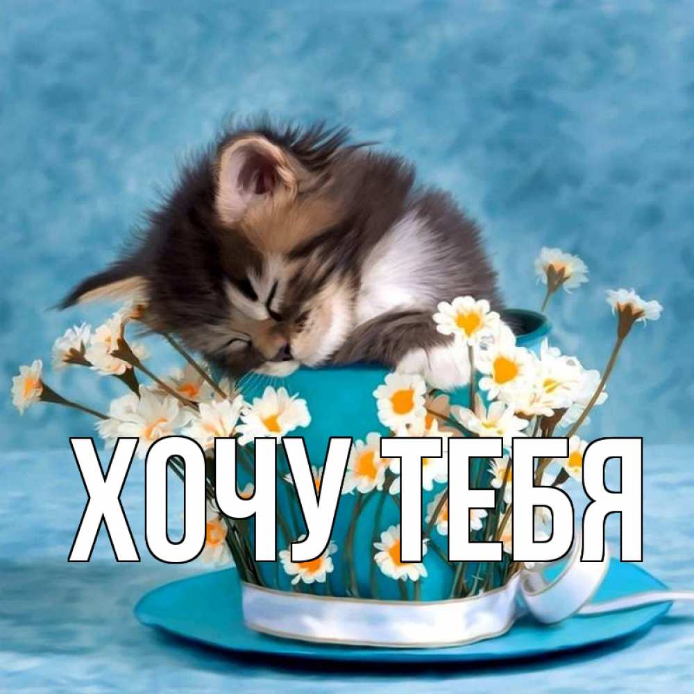 Открытка на каждый день с именем, Хочу-тебя Главная котенок спит в кружке с блюдцем Прикольная открытка с пожеланием онлайн скачать бесплатно 