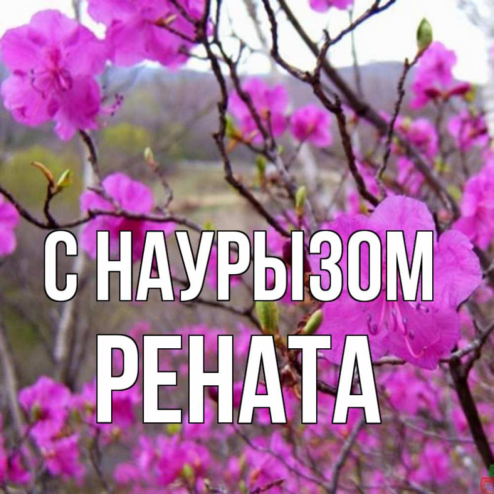 Открытка на каждый день с именем, Рената С наурызом праздник весны наурыз Прикольная открытка с пожеланием онлайн скачать бесплатно 