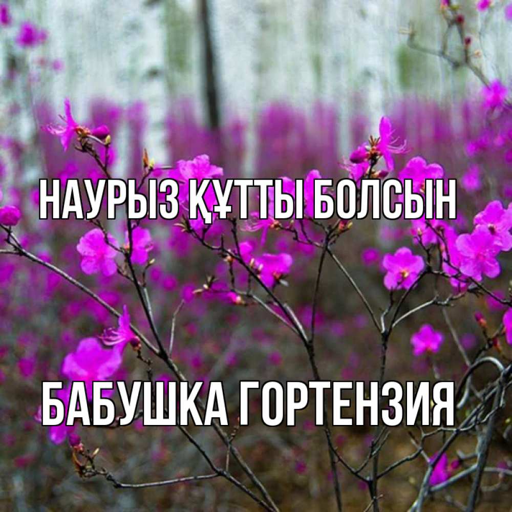 Открытка на каждый день с именем, Бабушка-Гортензия Наурыз құтты болсын дикие цветы Прикольная открытка с пожеланием онлайн скачать бесплатно 