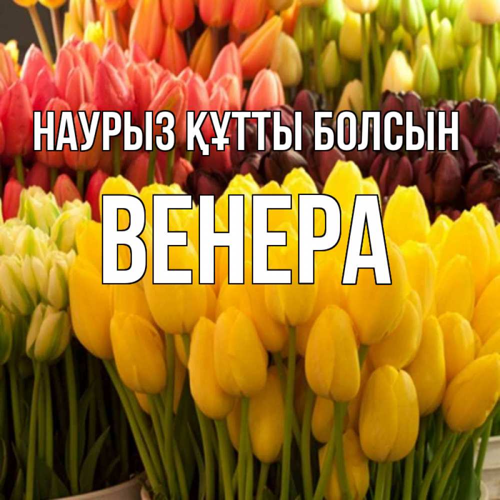 Открытка на каждый день с именем, Венера Наурыз құтты болсын цветы Прикольная открытка с пожеланием онлайн скачать бесплатно 