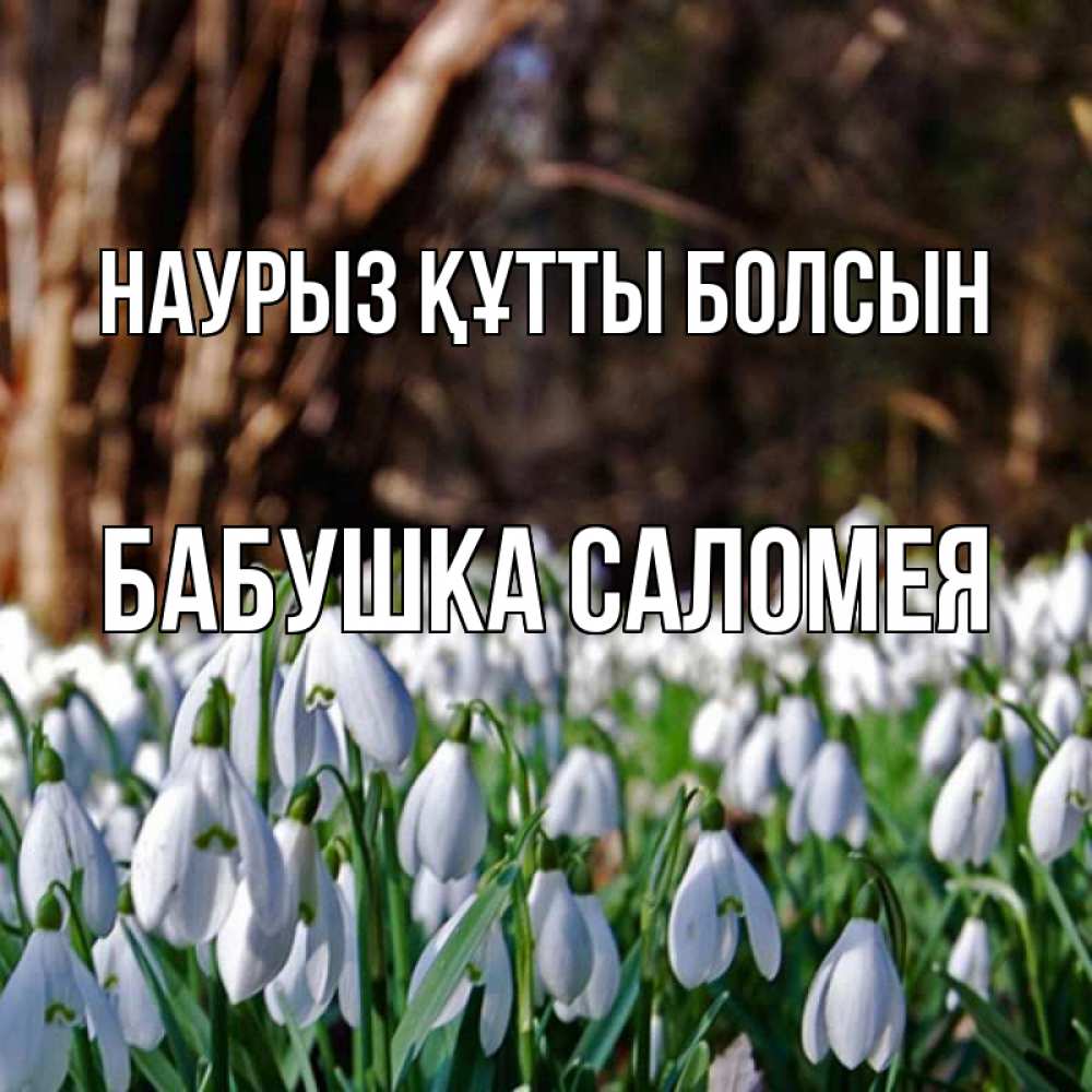 Открытка на каждый день с именем, Бабушка-Саломея Наурыз құтты болсын с подснежниками 1 Прикольная открытка с пожеланием онлайн скачать бесплатно 