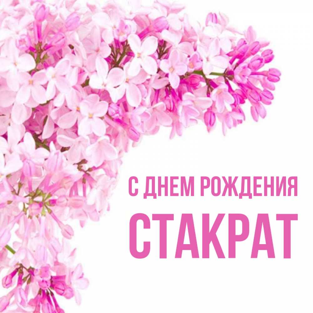 Открытка на каждый день с именем, Стакрат С днем рождения Сирень на белом фоне Прикольная открытка с пожеланием онлайн скачать бесплатно 