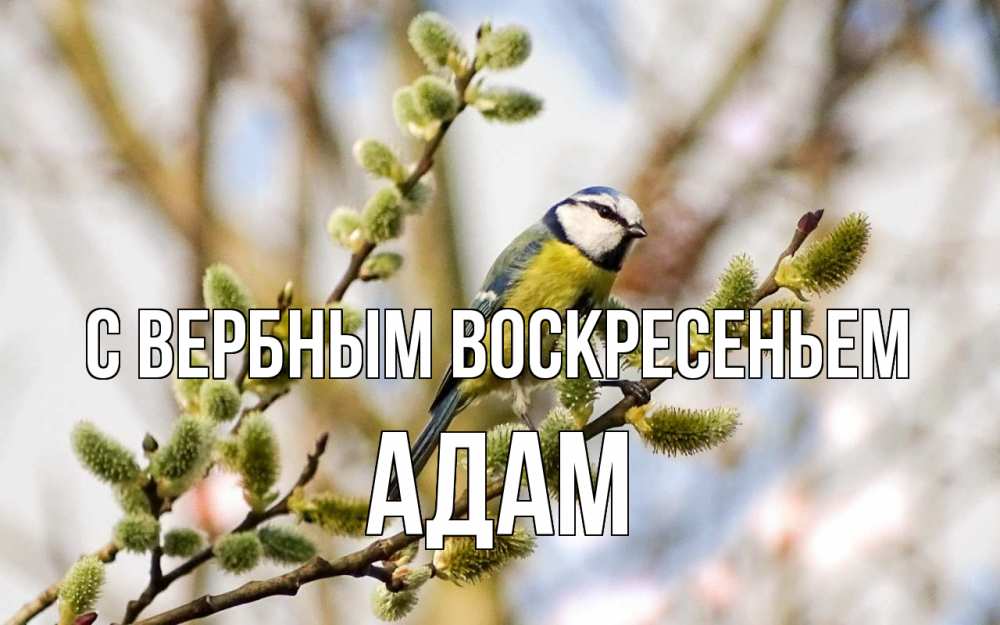 Открытка на каждый день с именем, Адам С вербным воскресеньем верба Прикольная открытка с пожеланием онлайн скачать бесплатно 