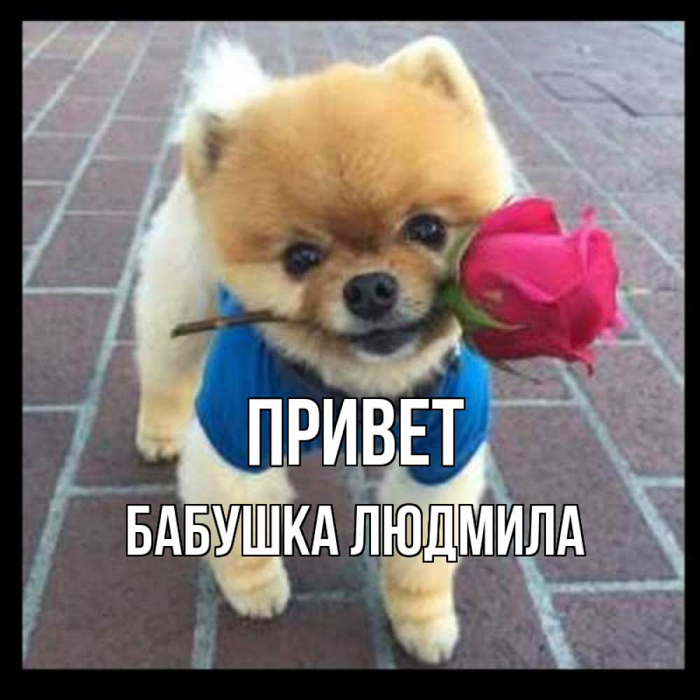 Открытка на каждый день с именем, Бабушка-Людмила Привет роза в зубах у собаки Прикольная открытка с пожеланием онлайн скачать бесплатно 