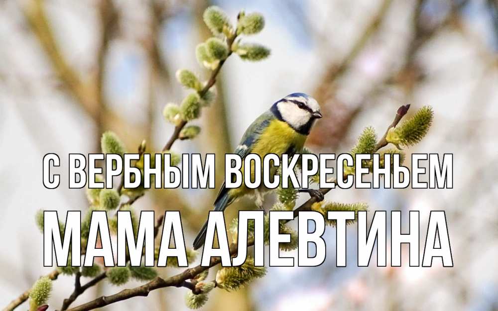 Открытка на каждый день с именем, Мама-Алевтина С вербным воскресеньем верба Прикольная открытка с пожеланием онлайн скачать бесплатно 