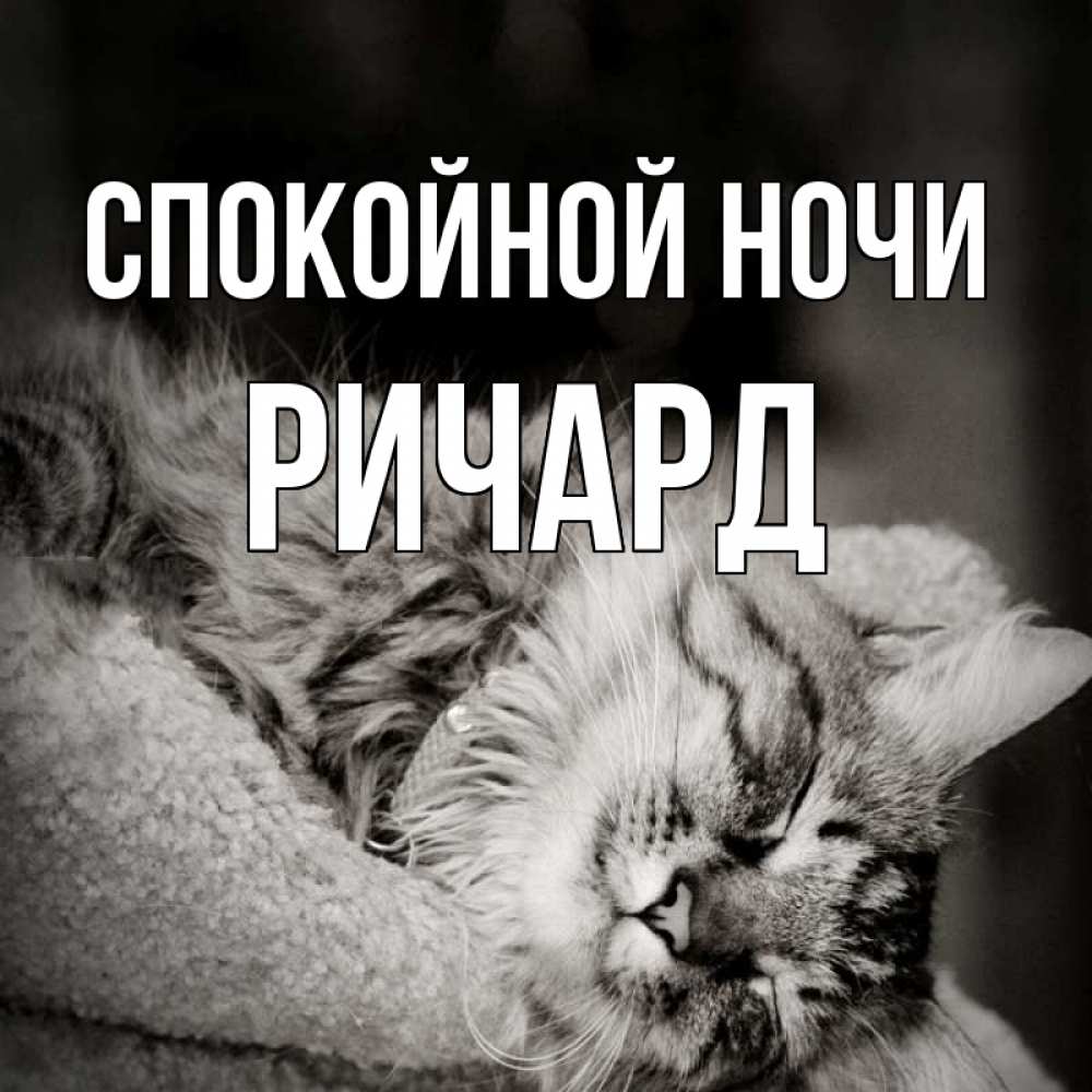 Открытка на каждый день с именем, Ричард Спокойной ночи котярик пушистый Прикольная открытка с пожеланием онлайн скачать бесплатно 