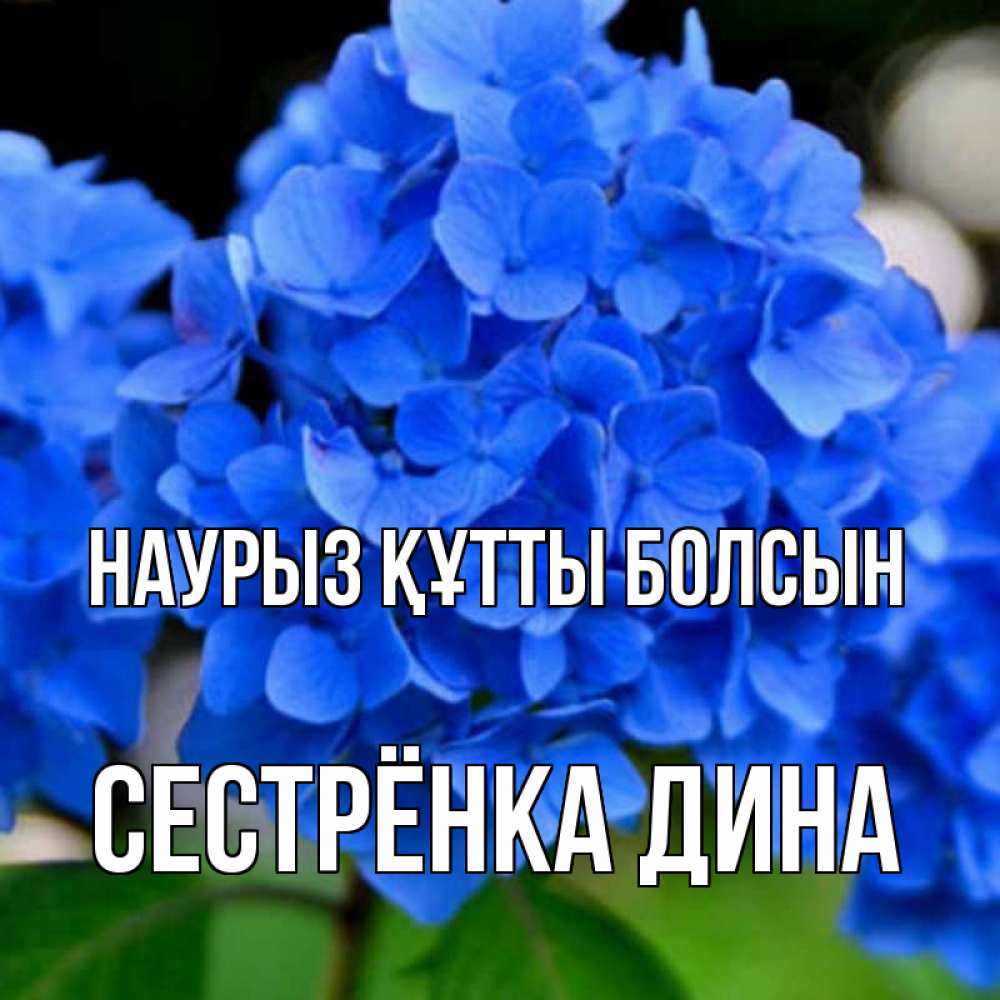 Открытка на каждый день с именем, Сестрёнка-Дина Наурыз құтты болсын синие цветы Прикольная открытка с пожеланием онлайн скачать бесплатно 