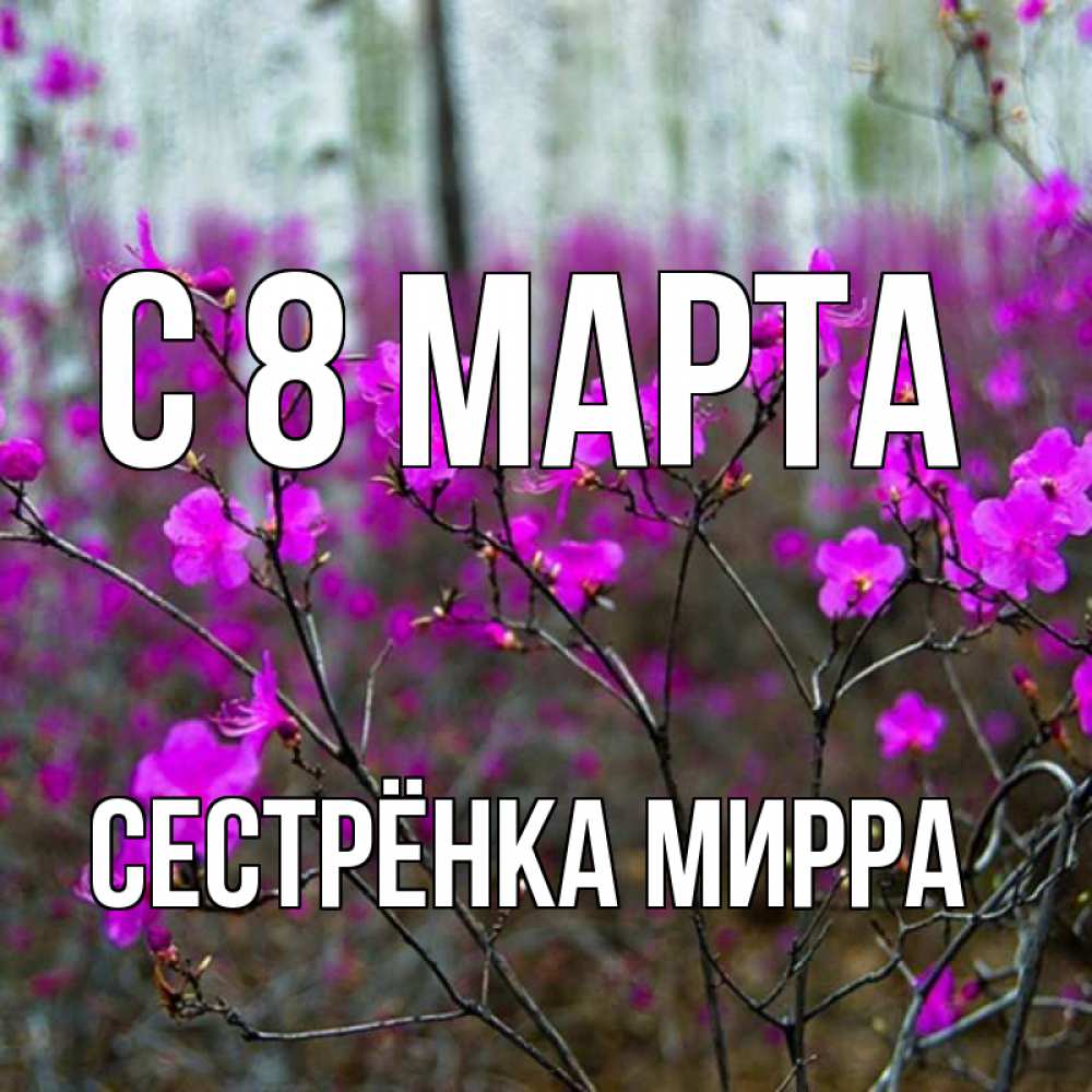 Открытка на каждый день с именем, Сестрёнка-Мирра С 8 марта дикие цветы Прикольная открытка с пожеланием онлайн скачать бесплатно 