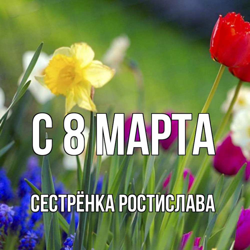 Открытка на каждый день с именем, Сестрёнка-Ростислава С 8 марта международный женский день 3 Прикольная открытка с пожеланием онлайн скачать бесплатно 