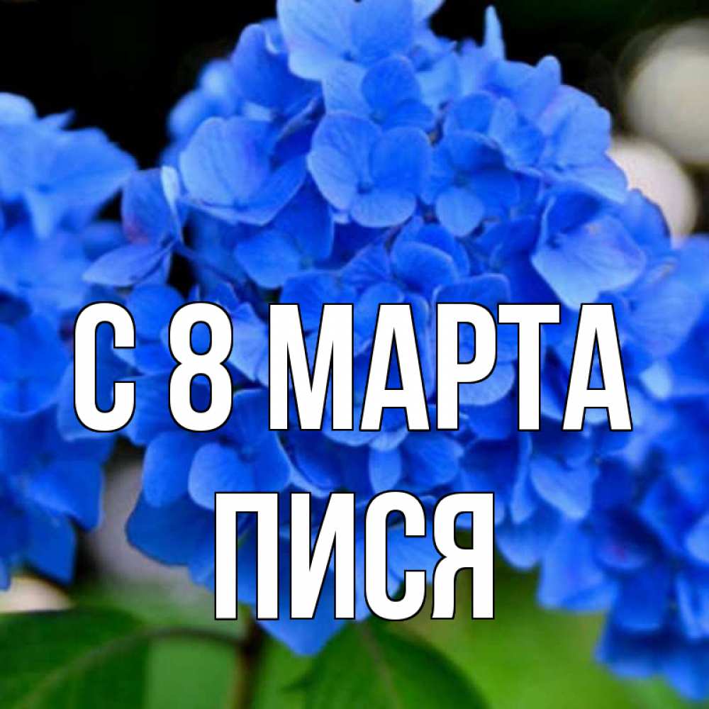 Картинка С 8 МАРТА, Пися