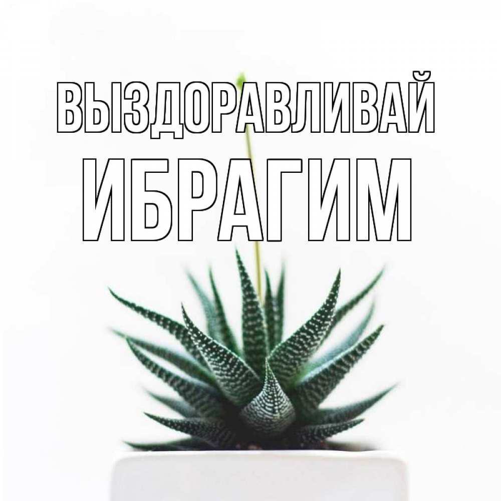Открытка на каждый день с именем, Ибрагим Выздоравливай короче это непонятная колючка Прикольная открытка с пожеланием онлайн скачать бесплатно 