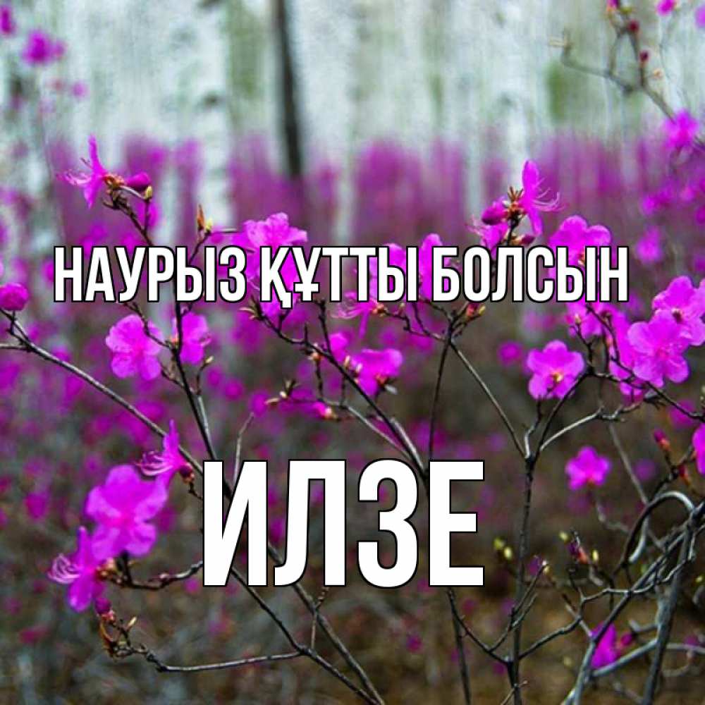 Открытка на каждый день с именем, Илзе Наурыз құтты болсын дикие цветы Прикольная открытка с пожеланием онлайн скачать бесплатно 
