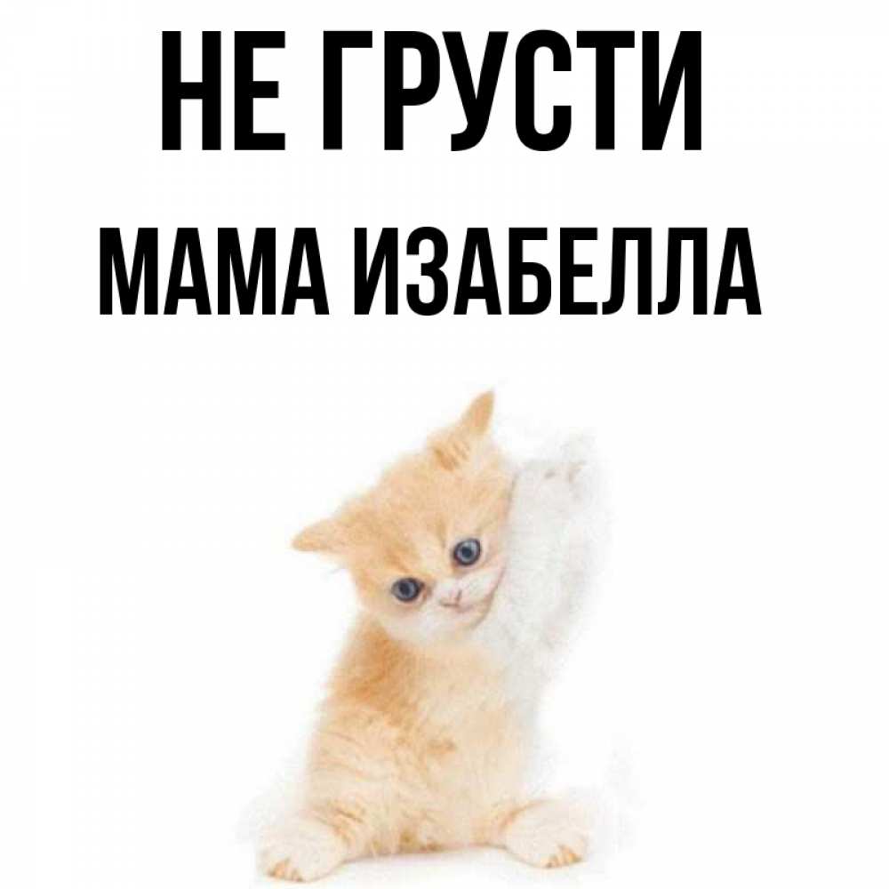 Открытка на каждый день с именем, Мама-Изабелла Не грусти просящий кот Прикольная открытка с пожеланием онлайн скачать бесплатно 